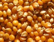  Партия семян кукурузы возвращена экспортеру