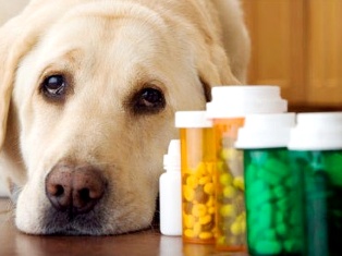  В обороте может находиться фальсифицированный лекарственный препарат для ветеринарного применения «Эурикан®DHPPi2-L»