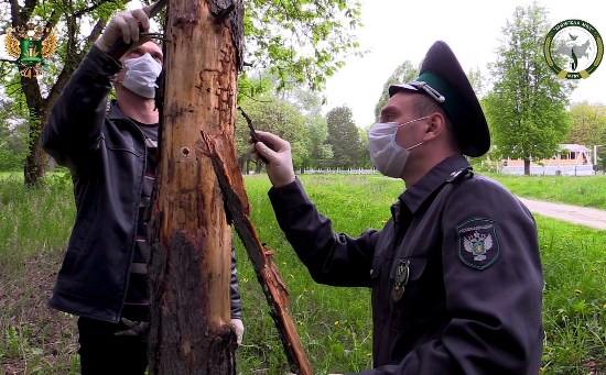  В Смоленской области на территории Дорогобужского установлен карантин по малому черному еловому усачу