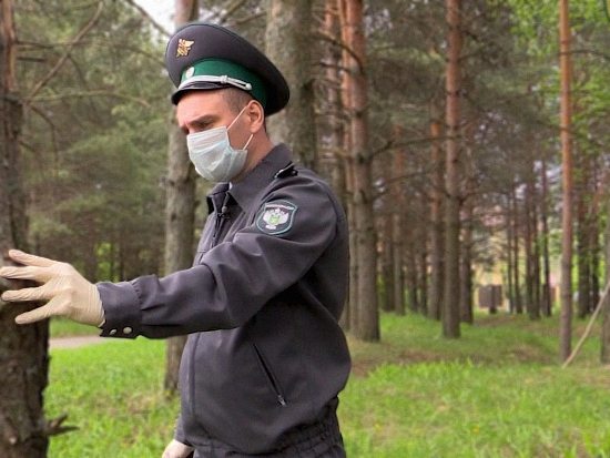  В Калужской области в лесничестве Юхновского и Мосальского районов установлен карантин по малому черному еловому усачу