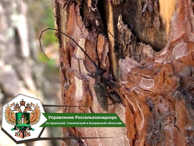  В Калужской области карантинные фитосанитарные зоны по стволовым вредителям леса рода Monochamus изменились более чем на 470 тыс. га