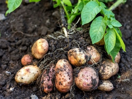  Вниманию хозяйствующих субъектов, планирующих экспортировать продовольственный и семенной картофель в Республику Азербайджан