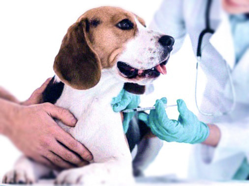  В обращении может находиться контрафактная вакцине против бешенства для животных
