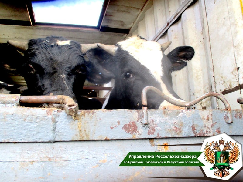  В Брянской области выявлены случаи перевозки более 600 голов сельскохозяйственных животных и птицы без ветеринарных документов