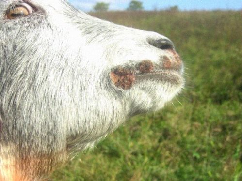  Оспа овец и коз — опасное инфекционное заболевание мелкого рогатого скота