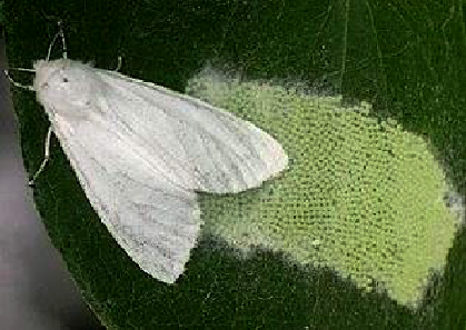  В 2022 году Управление Россельхознадзора обследует 1500 га для выявления опасного карантинного вредителя — американской белой бабочки