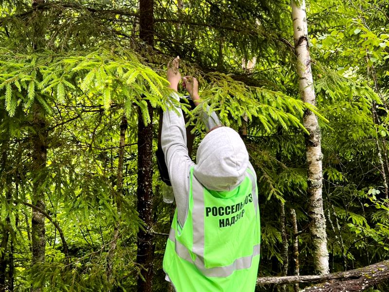  В Калужской области Управление Россельхознадзора приступило к обследованиям территории лесных насаждений с помощью феромонных ловушек