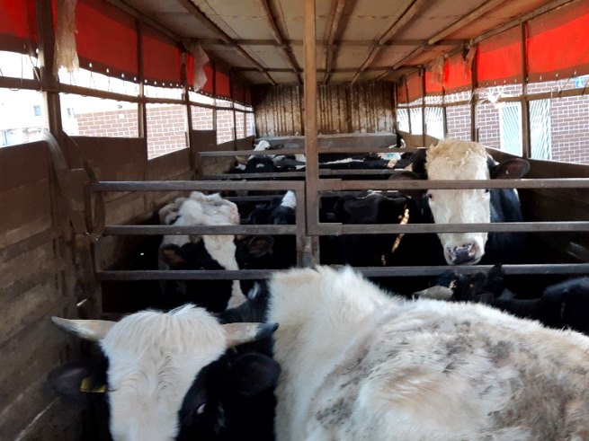  Управление Россельхознадзора продолжает выявлять в Брянской области нарушения при перемещения сельскохозяйственных животных