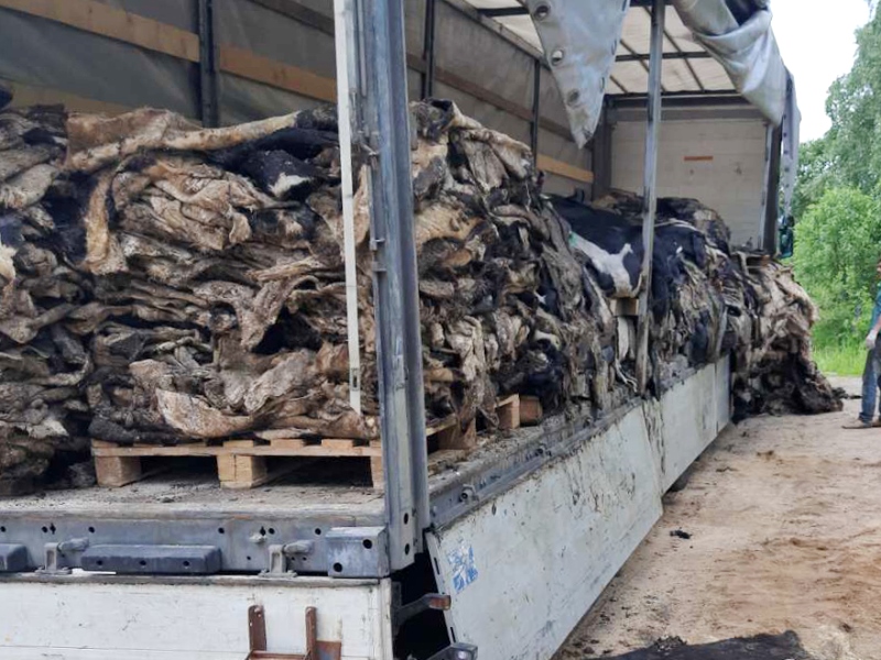  В Смоленской области пресечен нелегальный ввоз с территории Республики Беларусь 20 тонн шкур крупного рогатого скота
