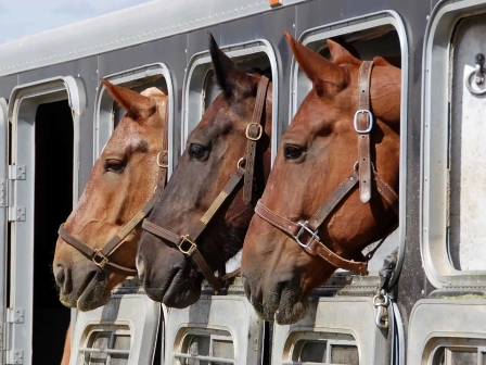  Управлением Россельхознадзора согласовано более 120 заявлений на перевозку животных за пределы Калужской области