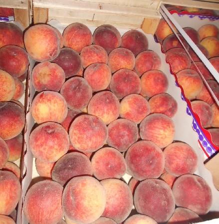  В Калужской области в  турецких фруктах вновь выявлены карантинные вредители