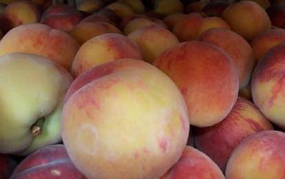  В Калужской области выявлено 40 тонн турецких фруктов, зараженных карантинными вредителями