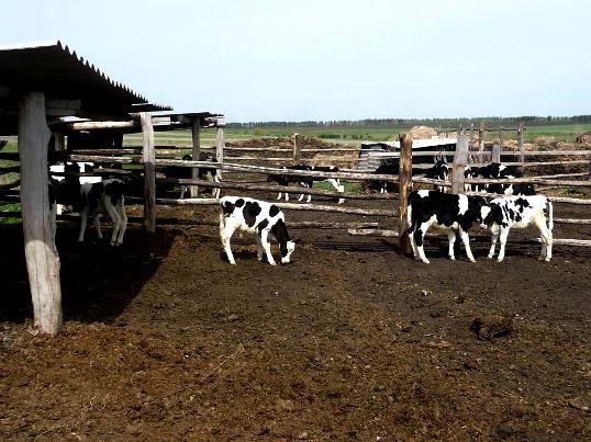  Вниманию владельцев крупного рогатого скота независимо от форм собственности