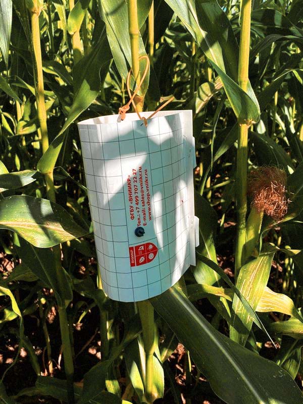  На территории Калужской области Управление Россельхознадзора обследовало посевы кукурузы с помощью феромонных ловушек