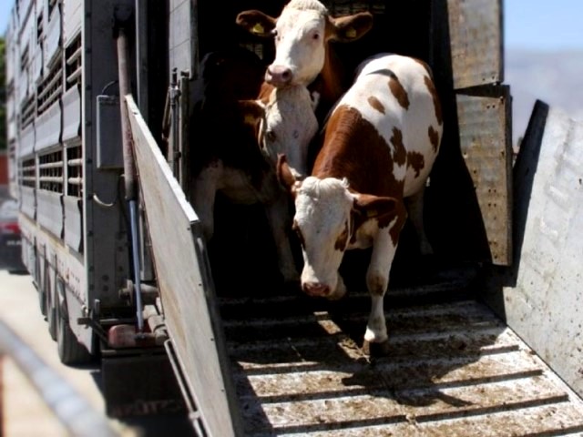  Управлением Россельхознадзора согласовано почти 900 заявлений на перевозку более 2,4 млн животных за пределы Брянской области