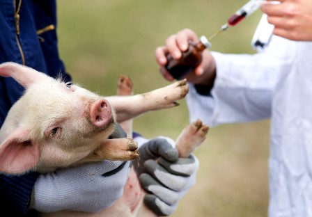  Россельхознадзор выявил опасную американскую вакцину для лечения свиней