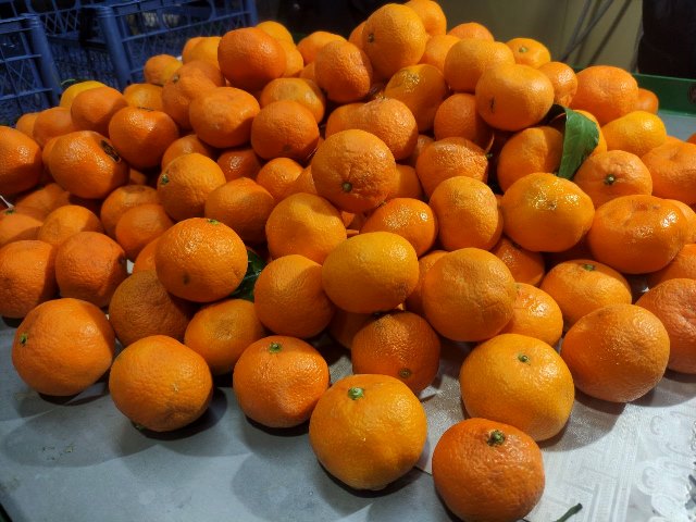  В Калужской области в 40 тоннах турецких фруктов обнаружен карантинный вредитель
