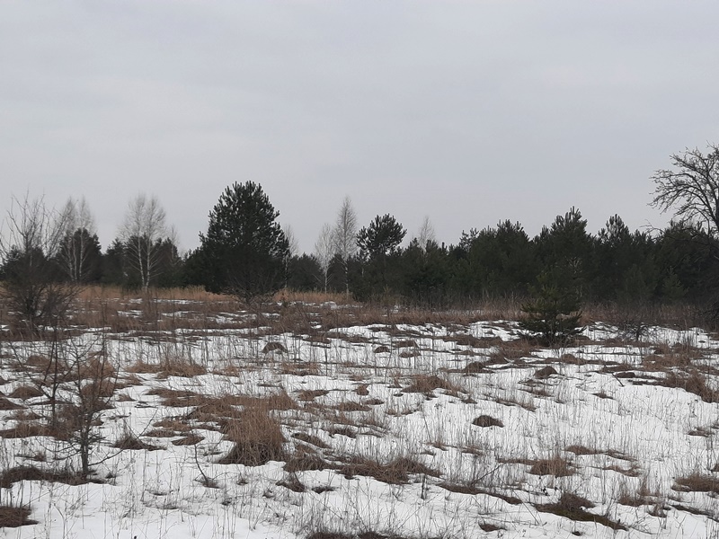  В Брянской области выявлено более чем 3 тысячи гектаров зарастающих земель сельскохозяйственного назначения